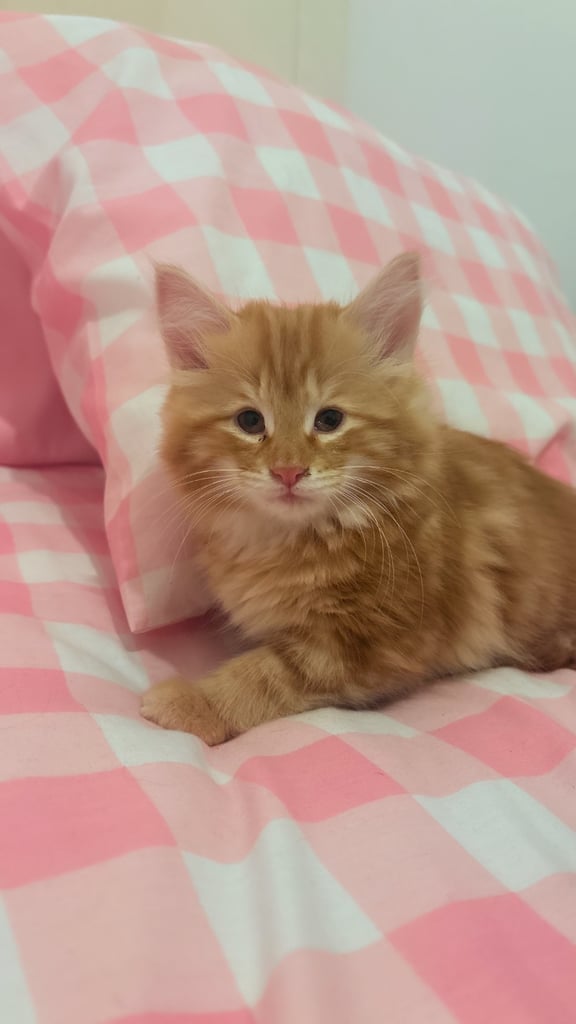 Ginger kitten