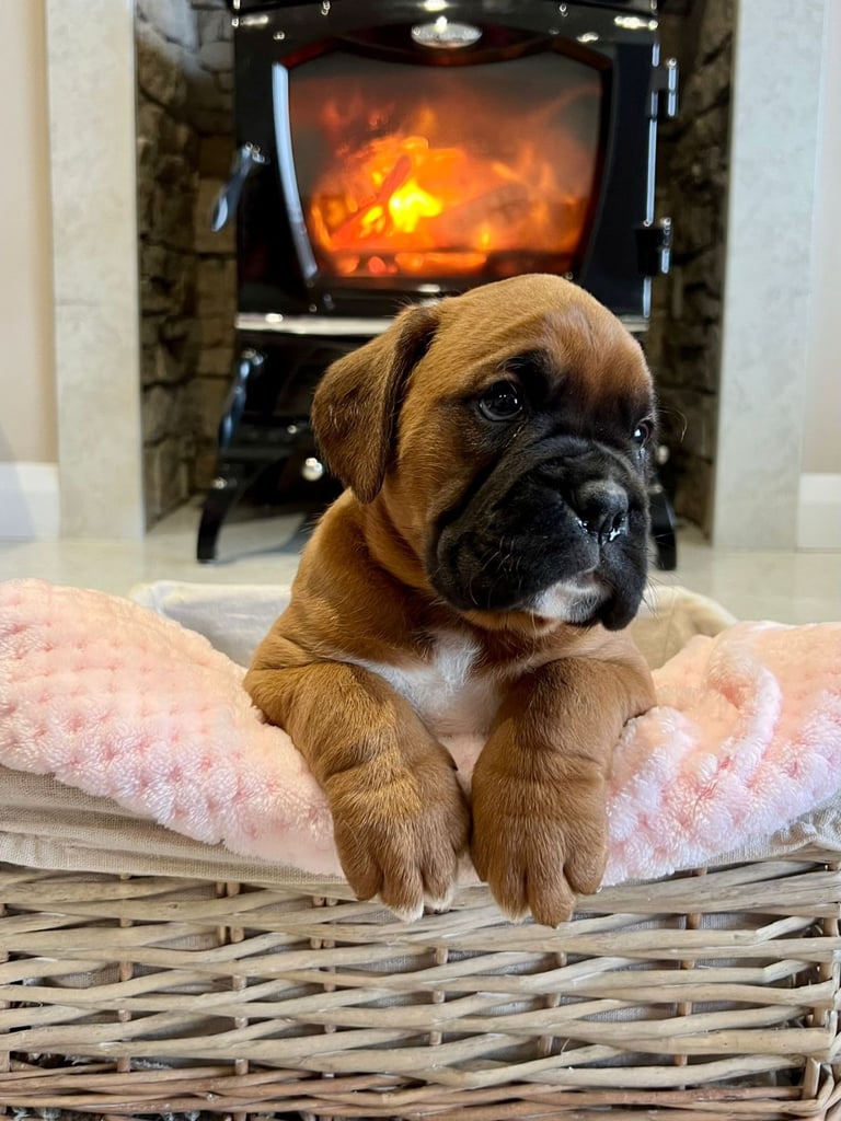 *Boxer puppies for sale*