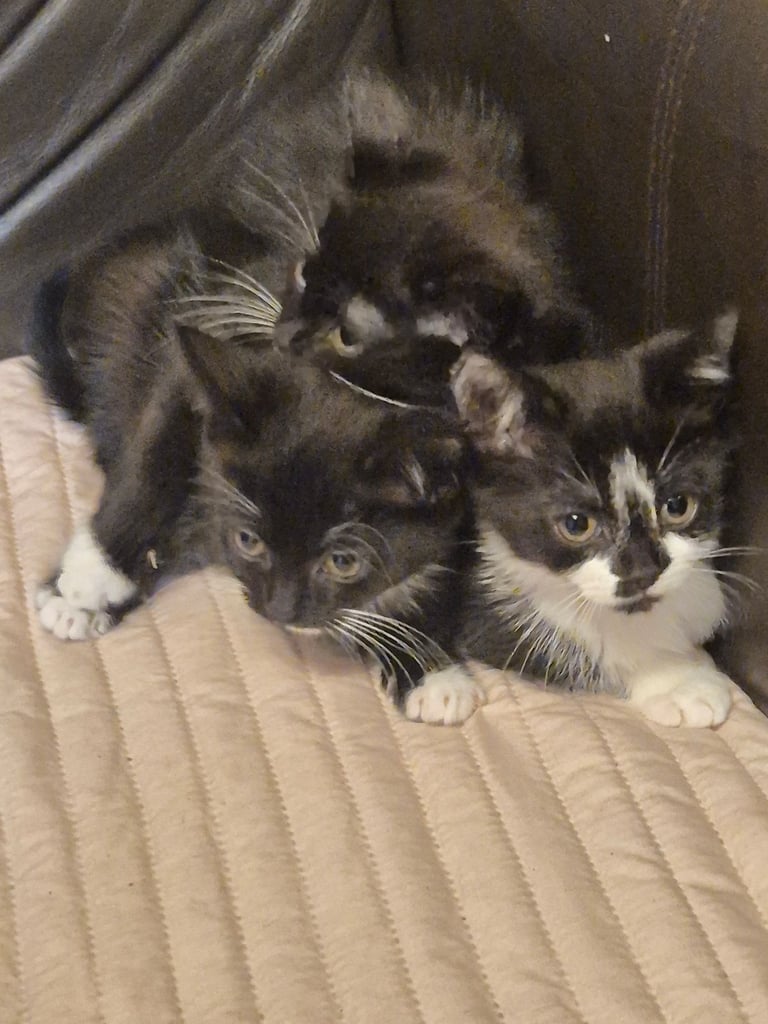 3 gorgeous female kittens. urgent. £45