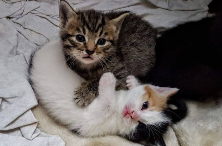 4 Beautiful Fluffy Kittens 