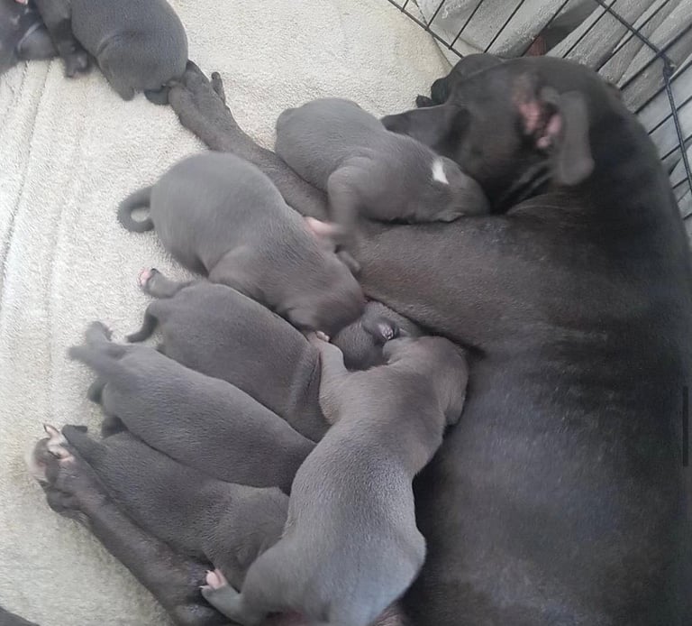 Blue Staffordshire bull terrier puppies 