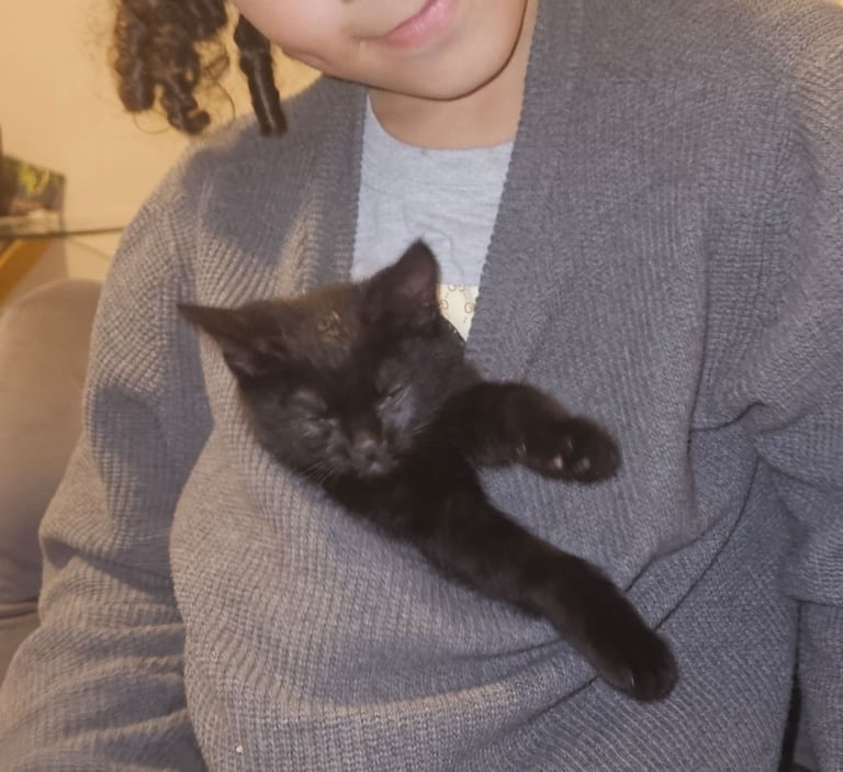 Kitten