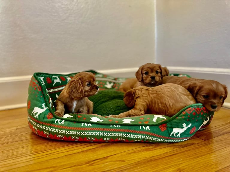 Cavalier King Charles spaniel puppies ready now