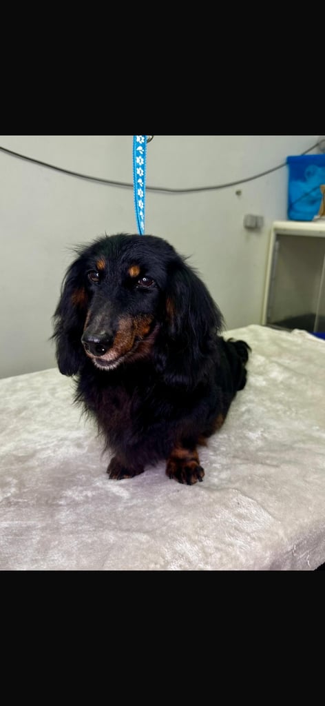 image for Long haired Miniature dachshund 