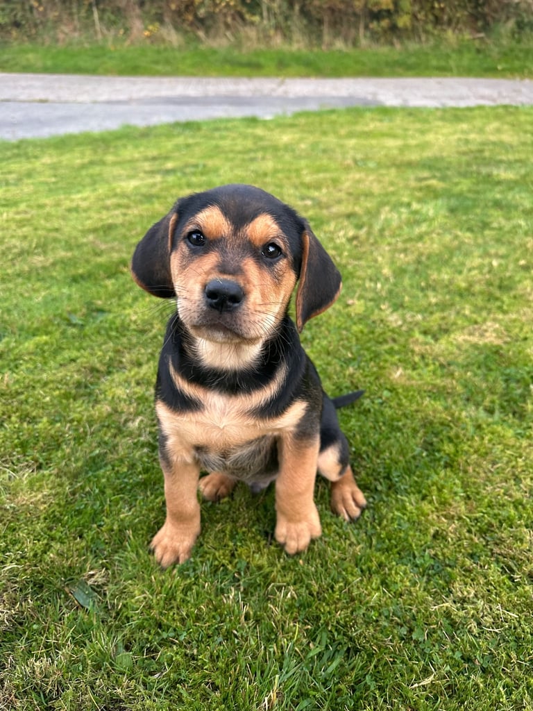 Golden retriever x red pointer(1 male pup left)