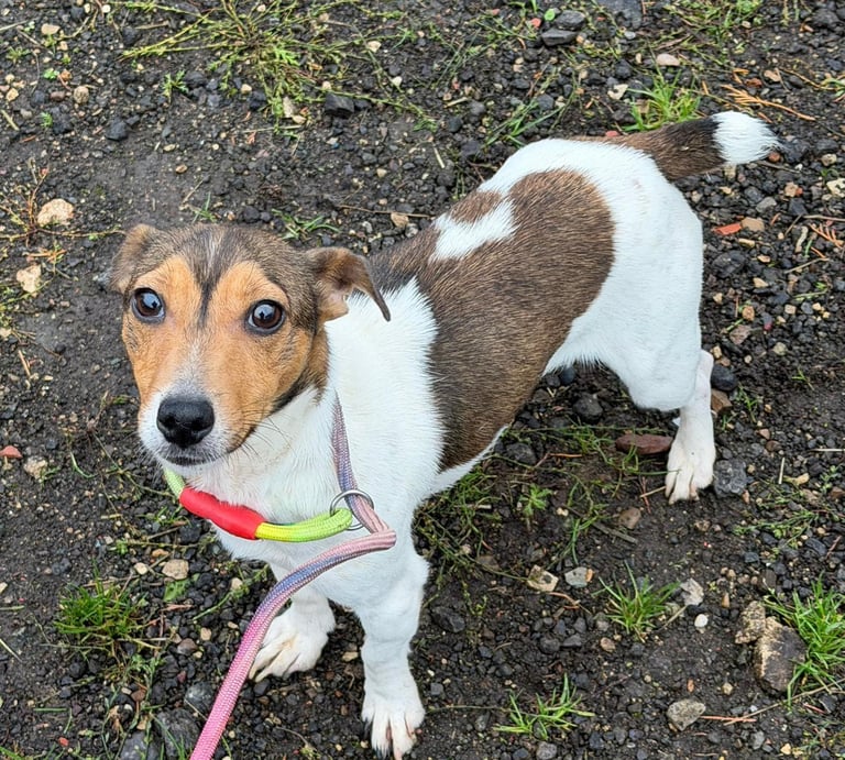 Miniature jack russell puppies 