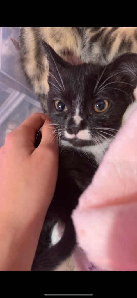Kitten for sale