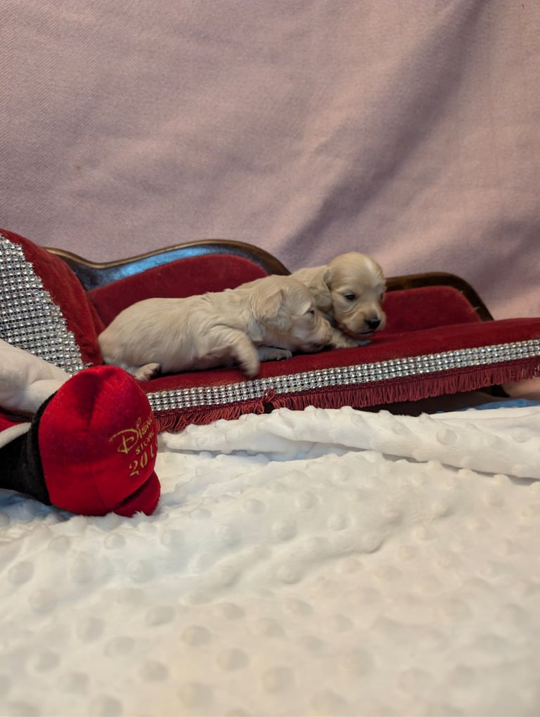  Hi, I’m a long-haired Mini pup! 💕 Rare creams & black & tans — will you be my new mummy or daddy?