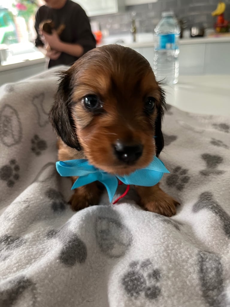 Pedigree family owned miniature longhaired dachshund puppy's in Southampton