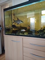 Full aquarium set up 4ft long 
