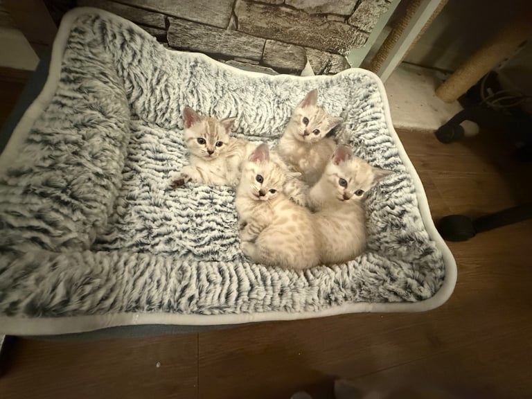 SNOW LEOPARD - SNOW BENGAL KITTENS -LAST ONE LEFT Ready now