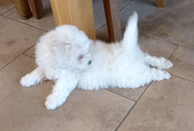 Bichon Frise Pups