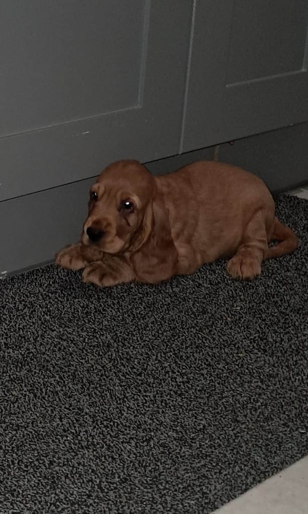 Cocker spaniel pups for sale