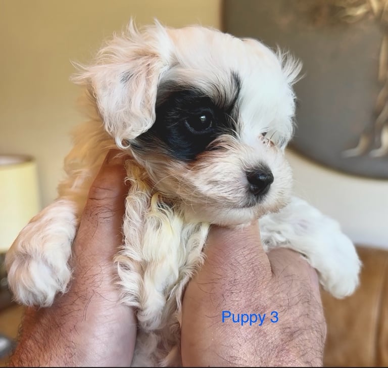 Exquisitely Cute Toy Teddy Maltipoo Puppies