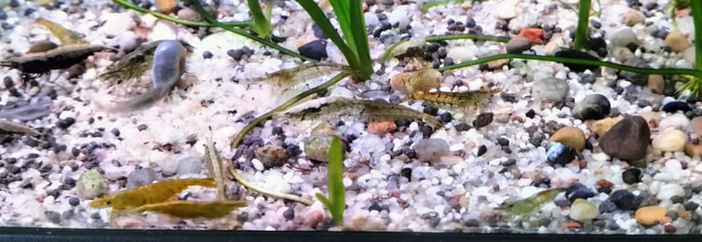 Neocardina shrimp for fish tank reds blues + wild colour - juvenile BN plecos- large Ramshorn snails