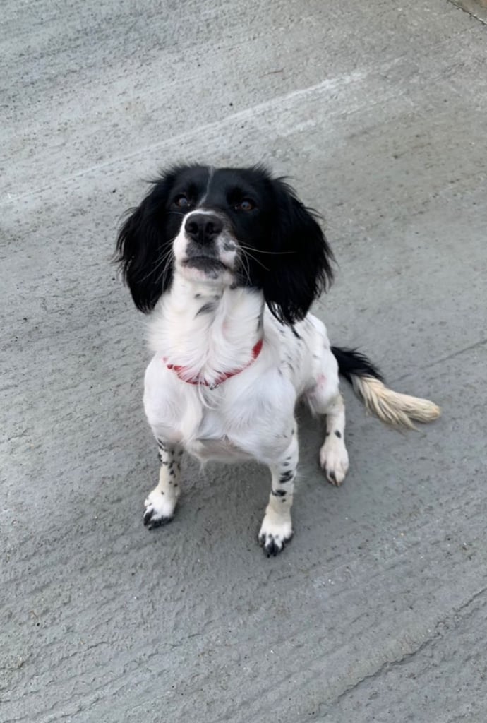 Sprocker spaniel 