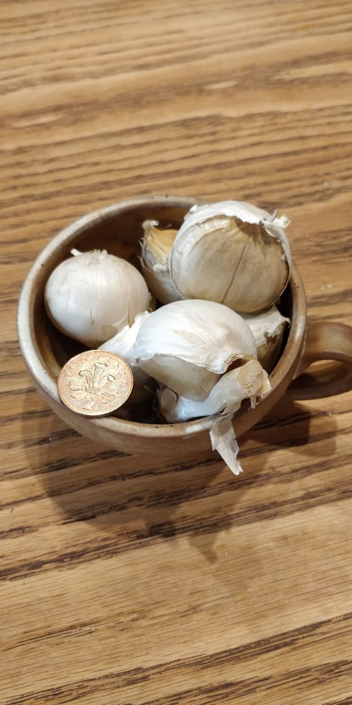 10 x Authentic ELEPHANT GARLIC Cloves – Mixed Sizes, Easy Grow, AUTUMN SOWING!2