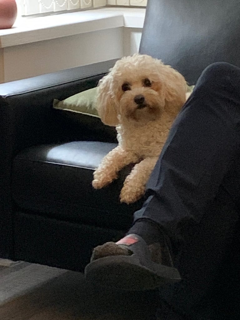 Cavapoochon puppies 