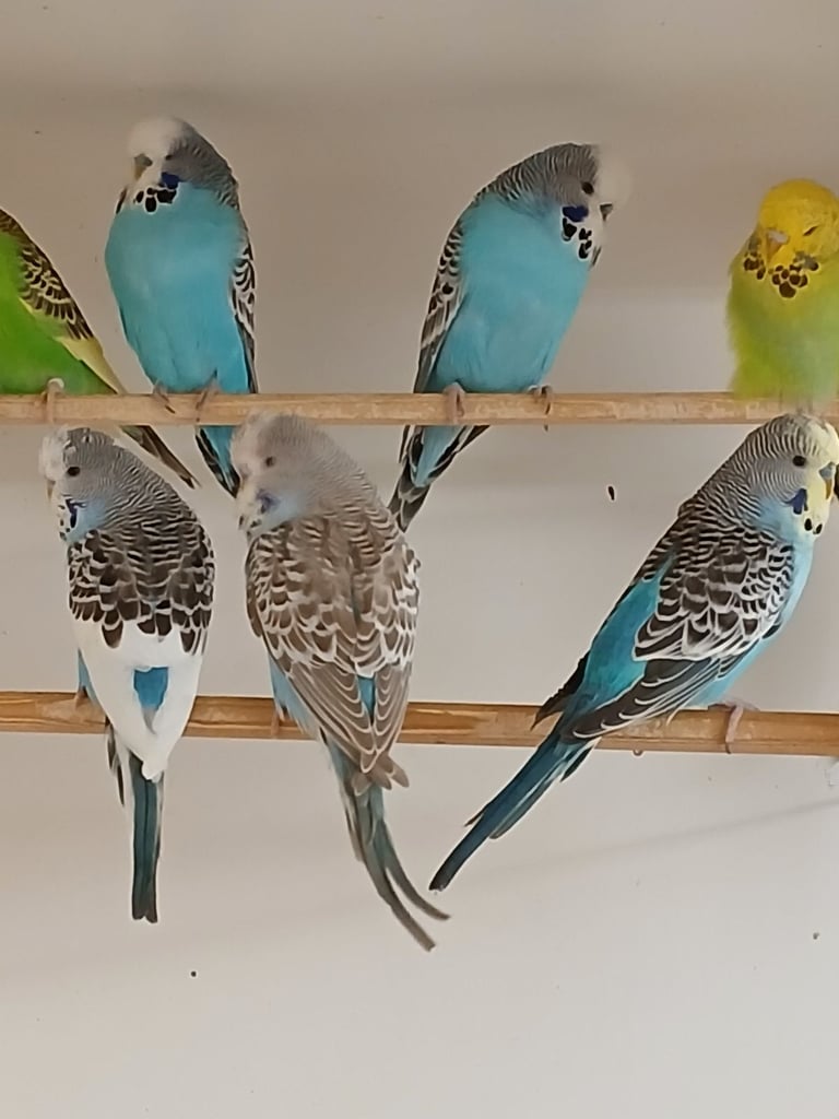 Baby Budgies and 7 mouth old Budgies