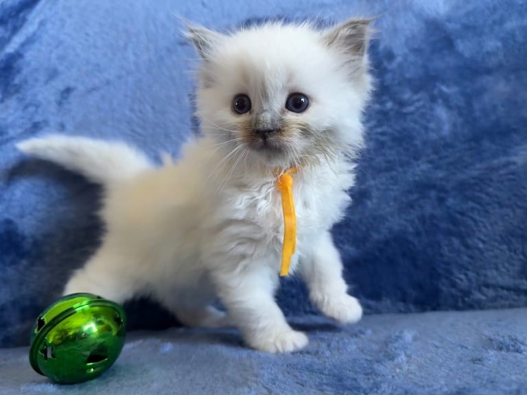 image for 6 Beautiful Ragdolls 