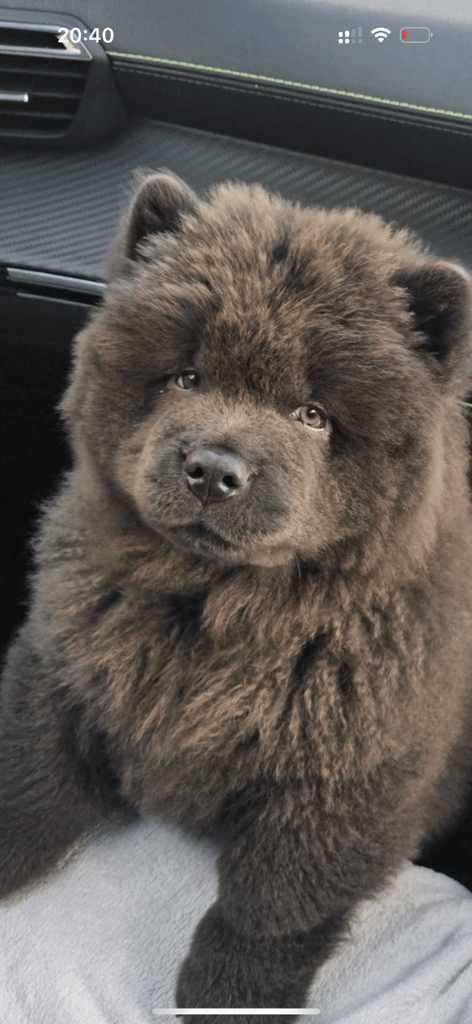 Blue Chow chow puppy 