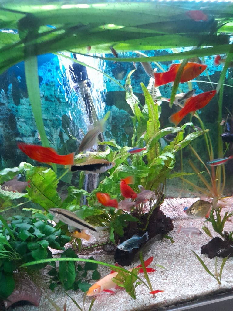 Tropical fish for sale 