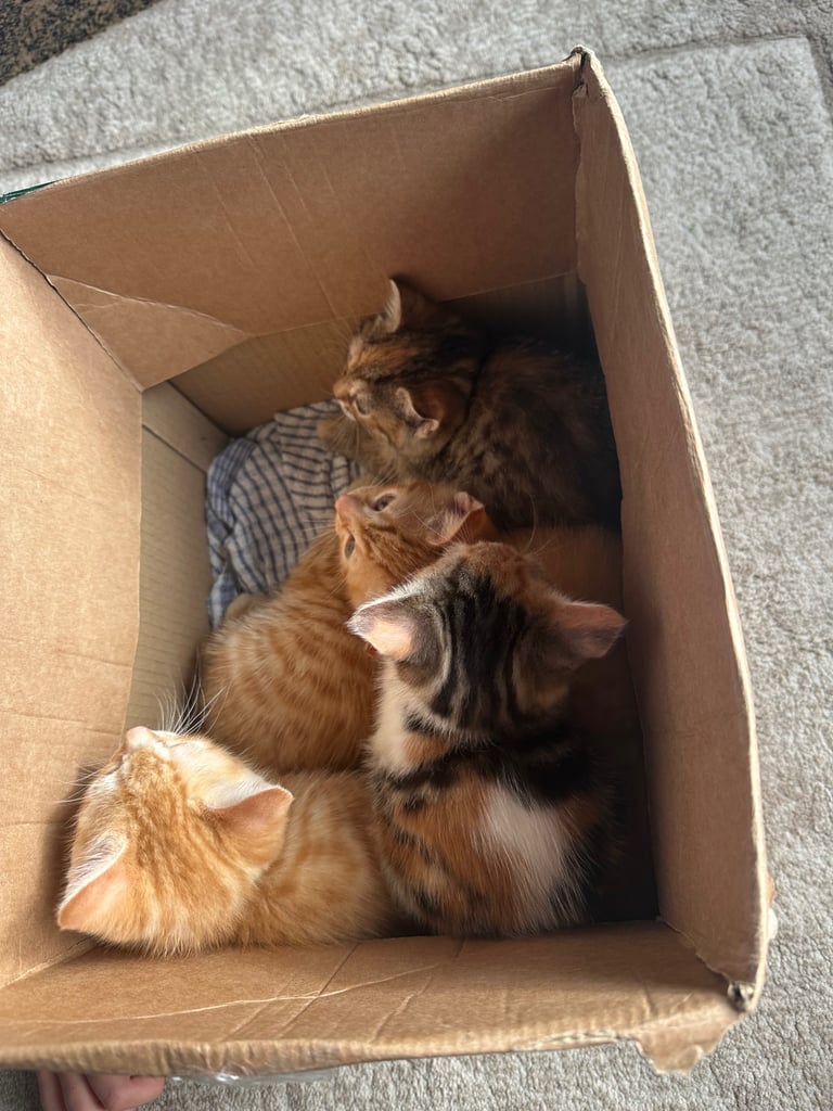 image for Kittens