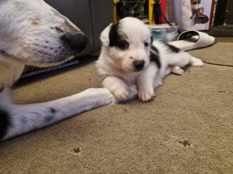 2 x black and white male puppies for sale 