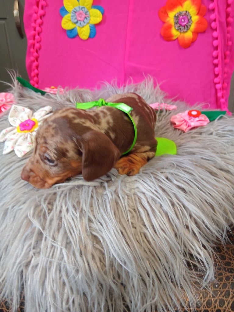 3 miniature duschund 🐶 puppies 