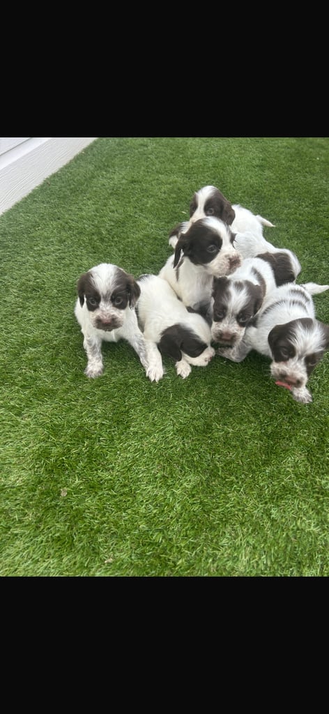 Cocker spaniel puppies4girls1boy left  READYTOLEAVE
