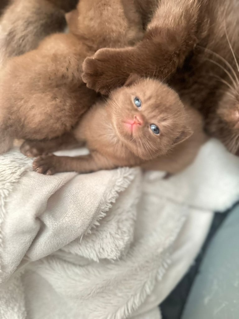 Brown and Lilac British Shorthair kittens