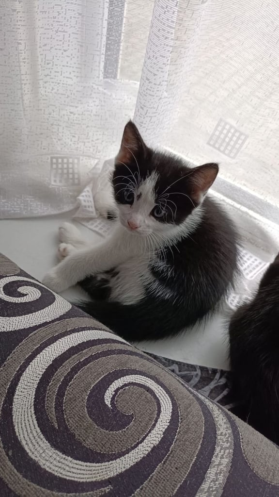 Stunning Black and Black & White Kittens 