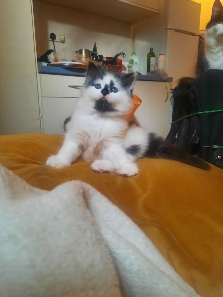 Very lovely boy cat long hair 8 weeks old