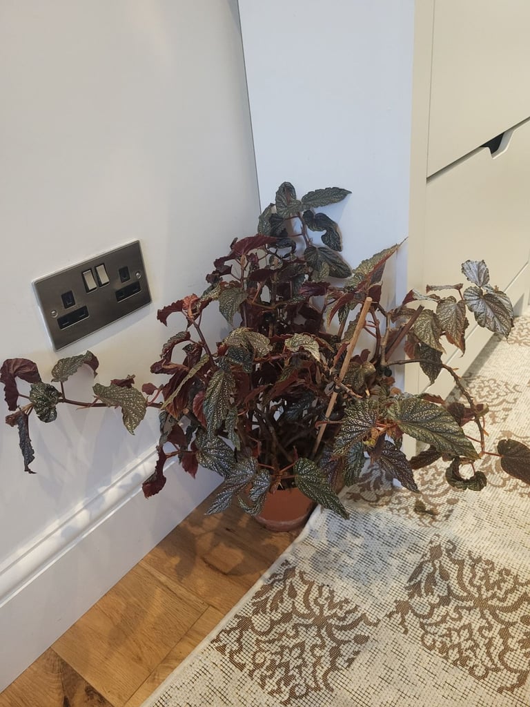 House plant for quick sale