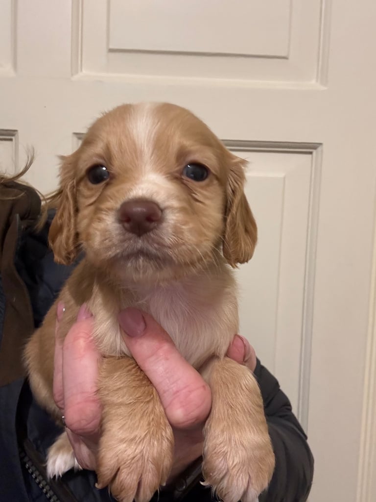 Cocker Spaniel Pups 