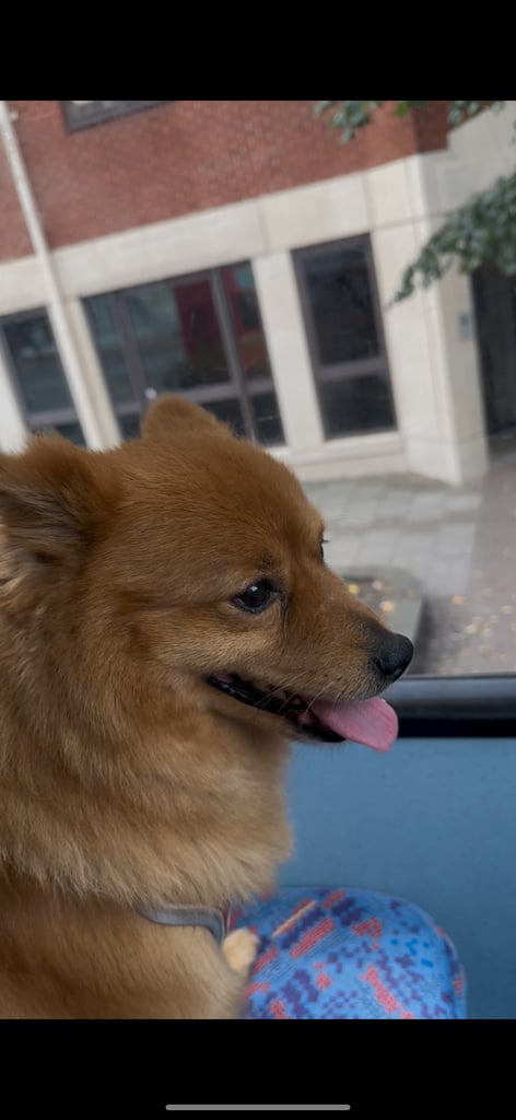 Pomeranian dog almost 3 years