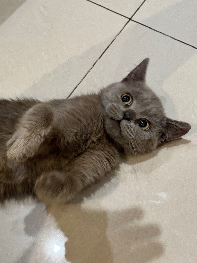 image for British short hair kittens 