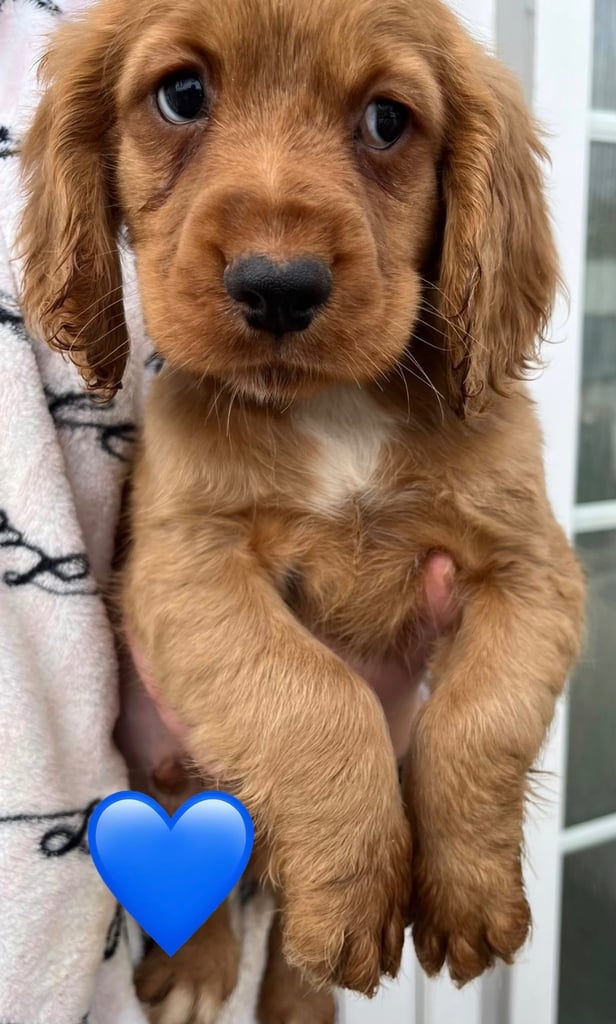 Cocker spaniel pups