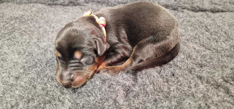 Top Line Doberman Puppies