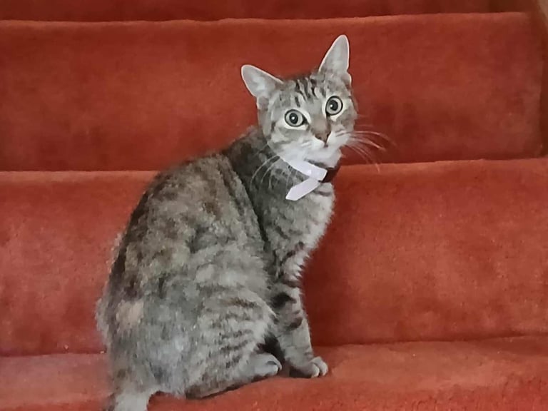 Beautiful little tabby