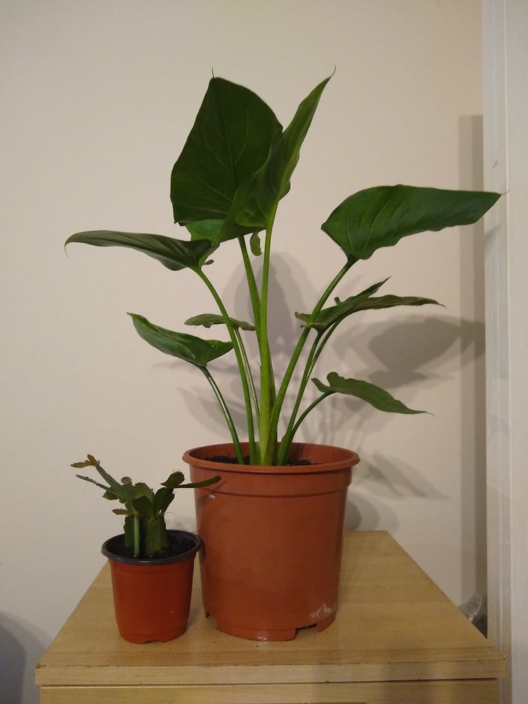 Zantedeschia aethiopica plant and cactus plant..
