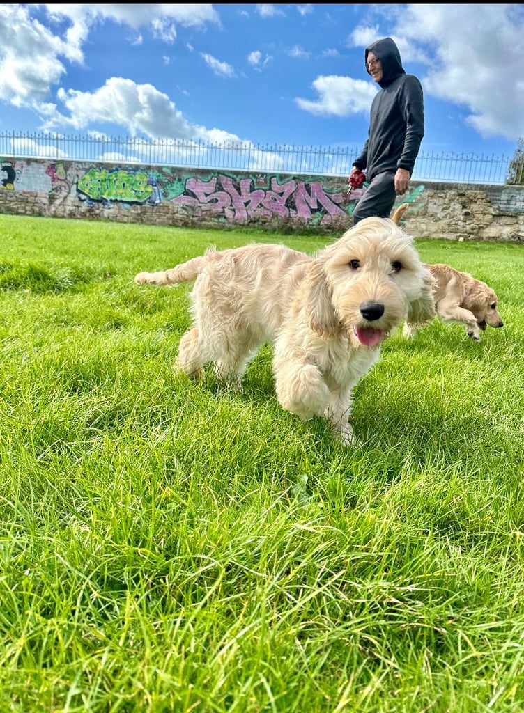  Beautiful Cocker doodle female puppy