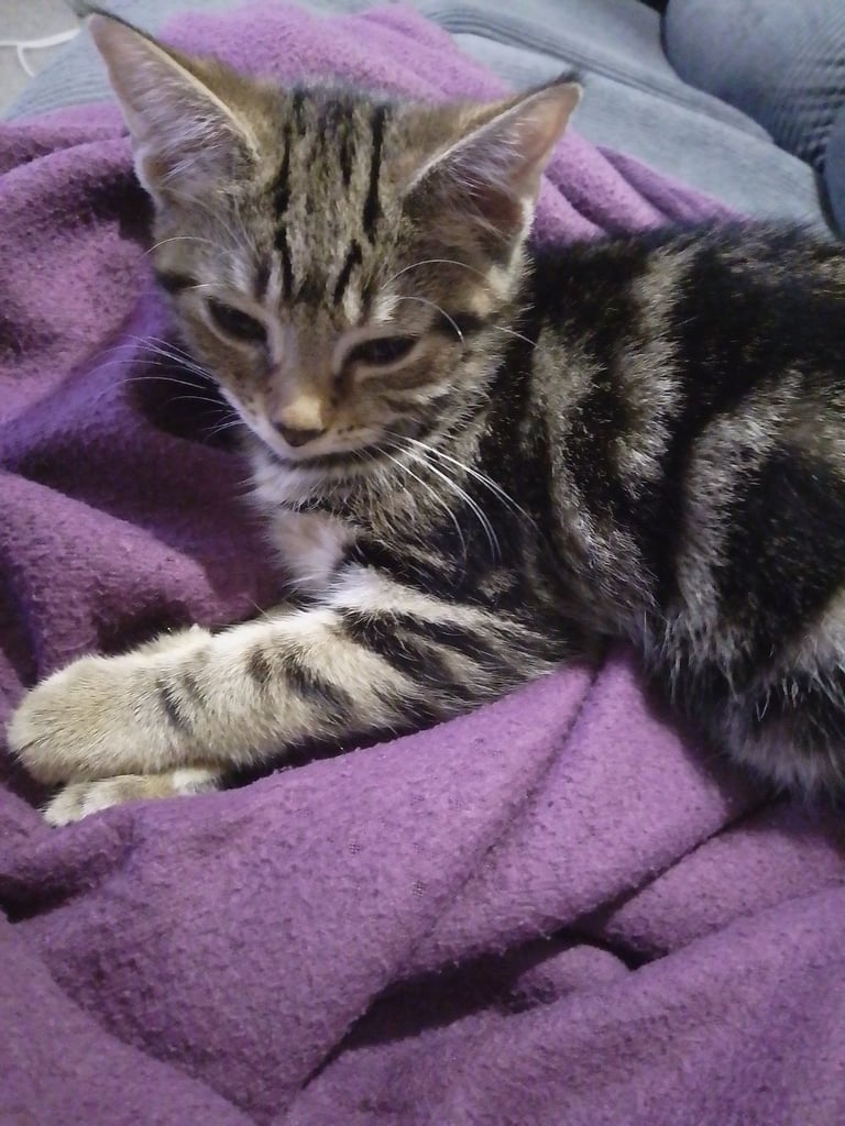 Female tabby Kitten 