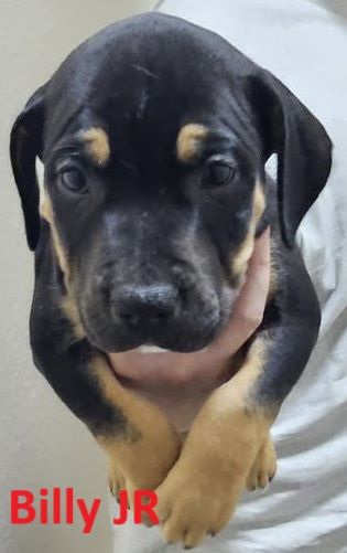Confident & Well-Socialised Presa x Staffy Pups ready to leave 4/10/2025