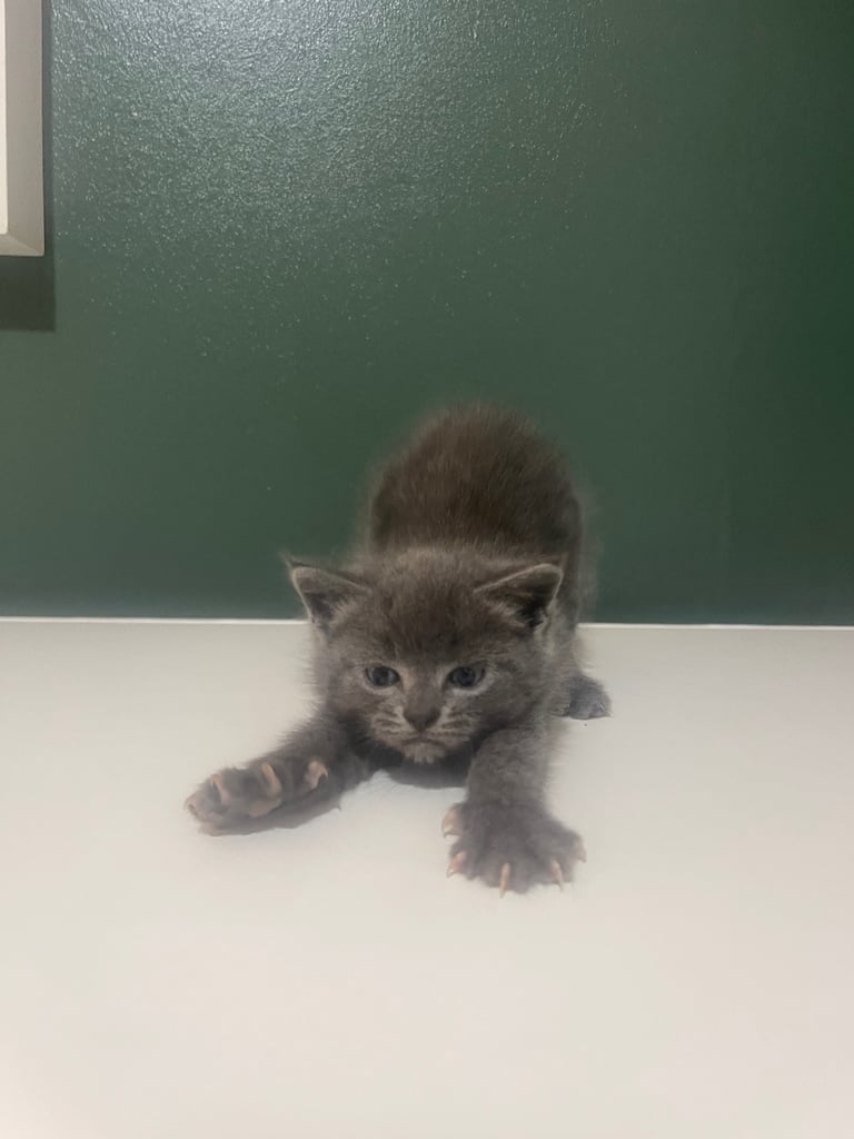 3 grey kittens for sale 