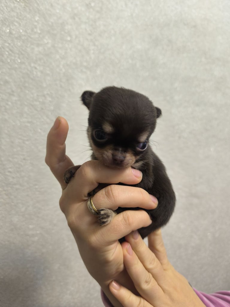 image for Chihuahua for sale 