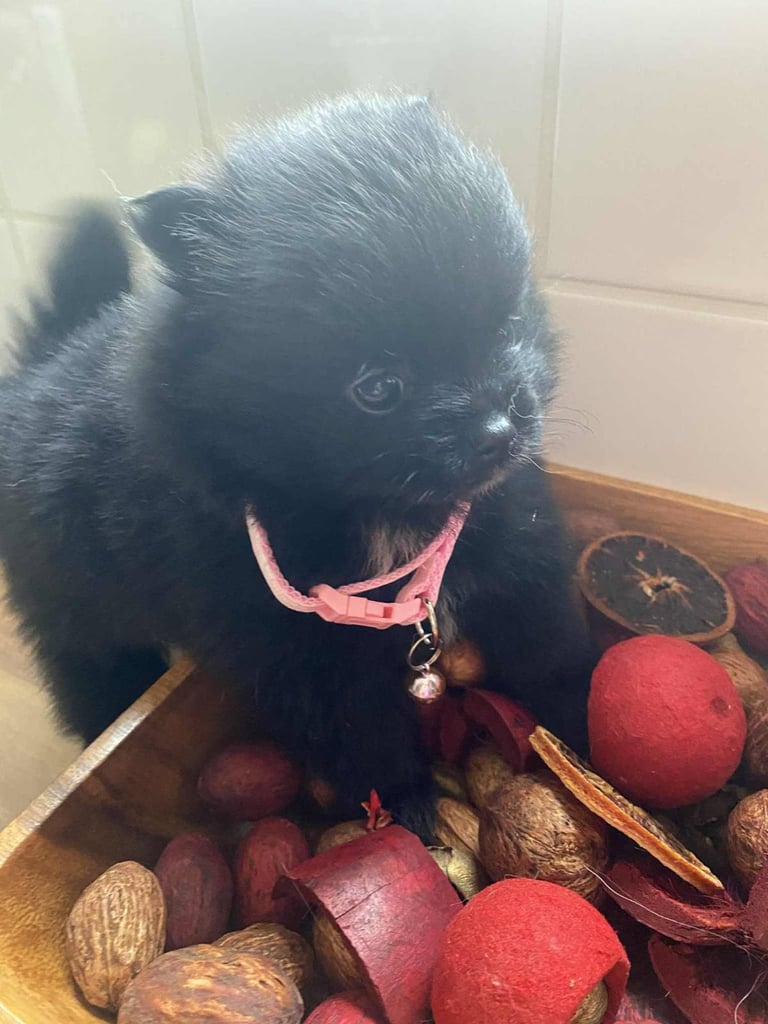 Pomeranian puppies - AVAILABLE 