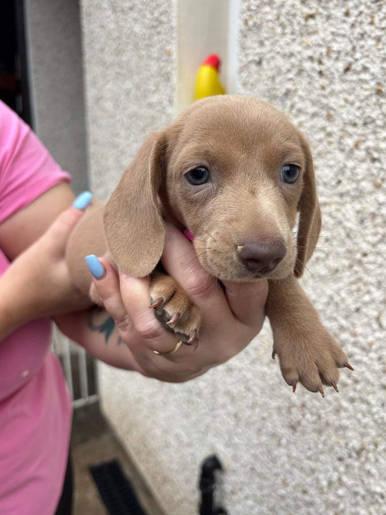 Miniature dachshund puppy