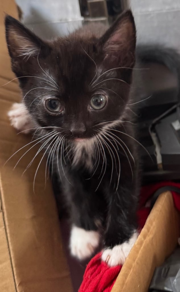 black tuxedo kittens male and female available now
