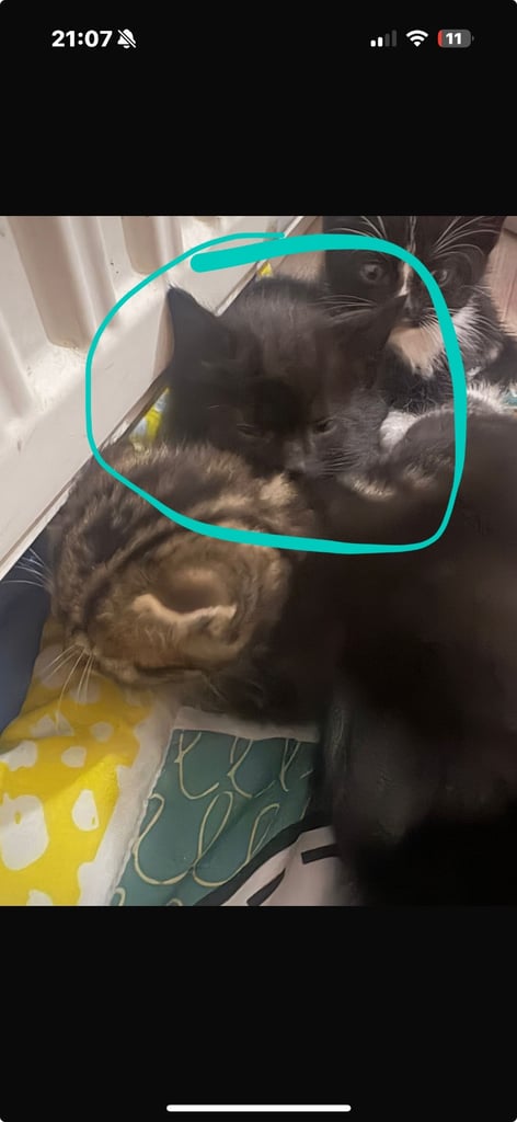 one gorgeous male kitten available 
